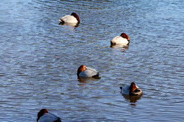 Naklejka premium 冬を越すカモ