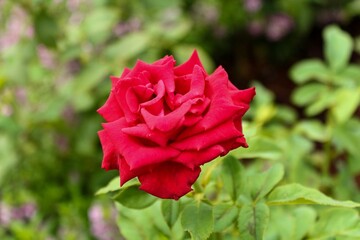 Single red rose grows in the garden.