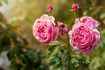 Garden rose in bloom close-up on a blurred background. Pink rose blooms on a bush in summer. A rose flower blooms in a garden park. Blooming flower in the summer garden.