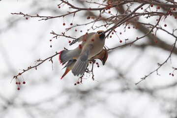 ヒレンジャクとキレンジャク