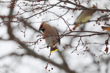 ヒレンジャクとキレンジャク
