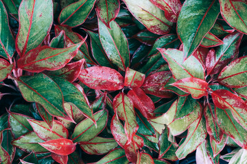 Obraz premium Aglaonema Red leaves nature background