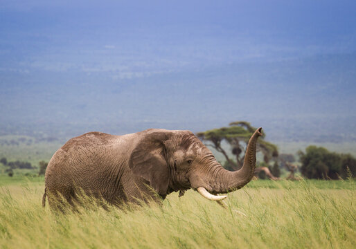 Wielkie słonie na afrykańskiej sawannie w Amboseli Kenia