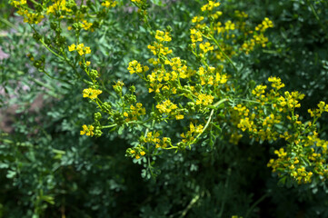 blooming ruta graveolens in garden