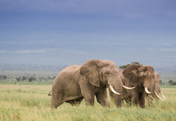Fototapeta na wymiar Wielkie słonie na afrykańskiej sawannie w Amboseli Kenia