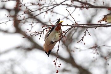 ヒレンジャクとキレンジャク