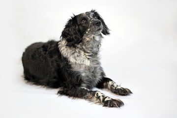 Russian spaniel puppy isolated on white background