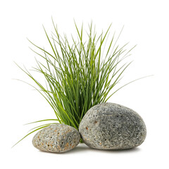 PNG grass with rock stone PNG transparent