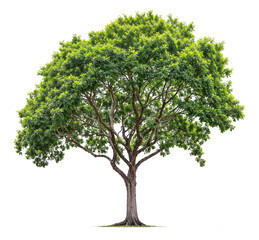 big tree PNG file removed original background