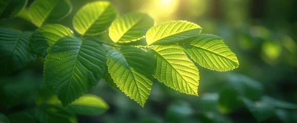 Fototapeta na wymiar Fresh Green Leaves On Natural Background, Wallpaper Pictures, Background Hd