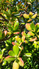 Colorful flower plan in winter garden in helsinki finland 