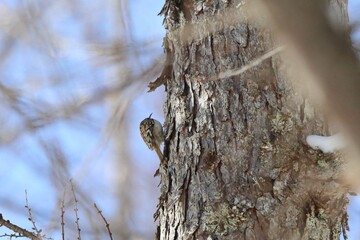 Obraz premium キバシリ