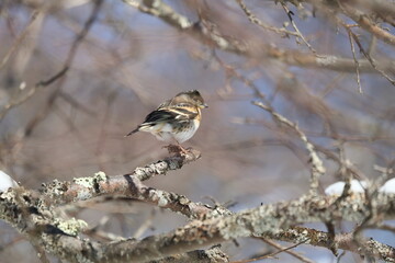森の野鳥アトリ