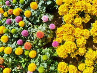In the picture, one half is a multi-colored ping pong chrysanthemum, and the other half is a bright...