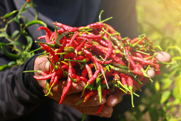 person holding a bag of pepper red and green
