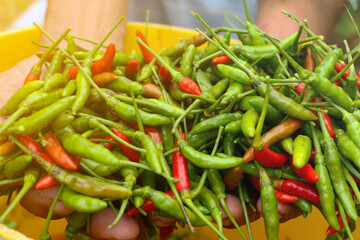 person holding a bag of pepper red and green