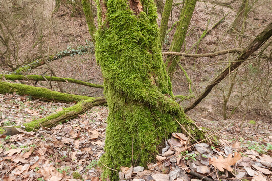 Moss meadow bark Bryopsida bush forest meadow