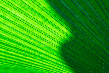 Light and shadow through natural leaves.