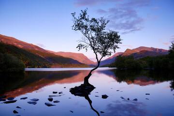 Lonely Tree , einzelner Baum im See Llyn Padarn, bei Llanberis, Wales / Snowdonia, im Abendlicht...