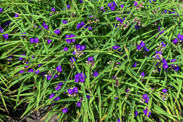Purple flowers of Tradescantia virginiana