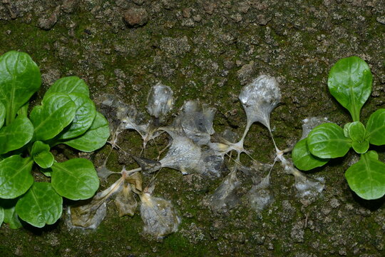 Sclerotinia Sclerotiorum, Peziza Sclerotiorum, Weißstängeligkeit, Pelzfäule, Rapskrebs, Stengelfäule, An Feldsalat