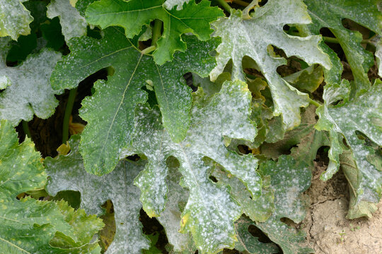Echter Mehltau,  Zucchini,  Erysiphe cichoracearum, Blattbefall