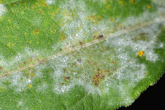 Echter Mehltau, Erysiphe Cichoracearum, Topinambur, Blattbefall