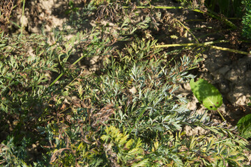 Echter Mehltau, Erysiphe heraclei, Möhren, Einzelpflanze