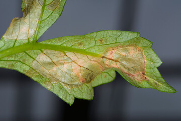 Graufäule, Botrytis cinerea an Dahlienblättern