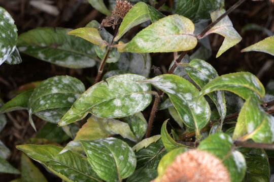 Echter Mehltau, Erysiphe spp. an  Indianernessel, Monarda