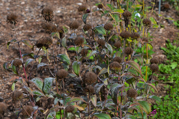 Echter Mehltau, Erysiphe spp. an  Indianernessel, Monarda