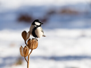 雪原でオオウバユリの種殻に止まって横を向くシジュウカラ