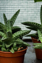 Aloe vera plants in a pots