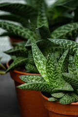 Aloe vera plants in a pots