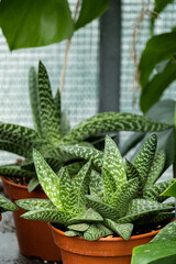 Aloe vera plant in a pAloe vera plants in a potsot