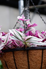  Tradescantia in a hanging pot