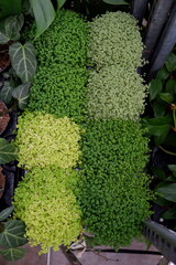 Eight Soleirolias in a pots 