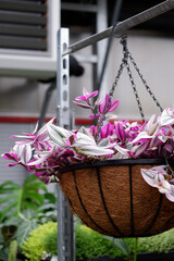  Tradescantia in a hanging pot