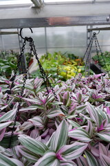  Tradescantias in a hanging pot