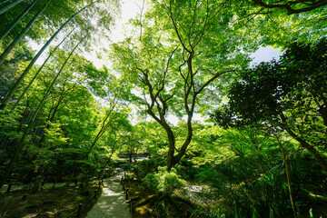 新緑の頃の圓光寺の境内風景