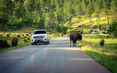 Custer State Park, South Dakota, USA - Cars driving though the herd of bisons