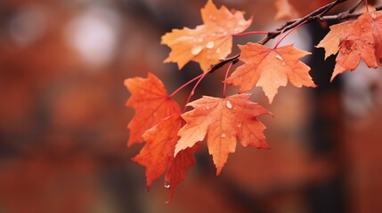 Whispers of Fall: Maple Leaves in Their Element