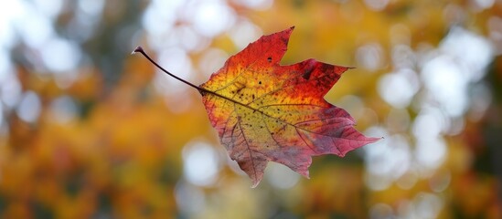 Obraz premium Vibrant Autumn Colours and Falling Leaf: A Stunning Display of Autumn Colours as the Leaf Slowly Descends in the Autumn Breeze