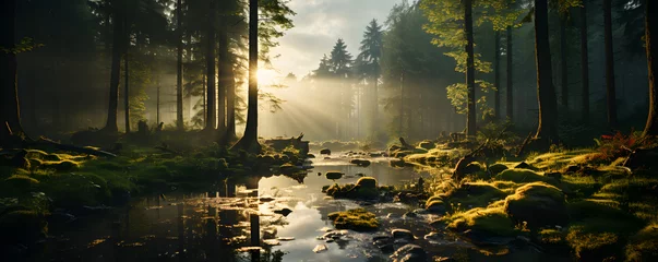  Panoramic View of the Forest with a Small Stream and Sunlight Entering © Resdika