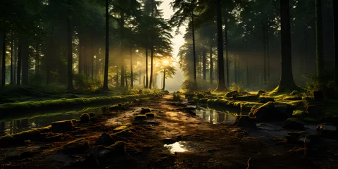 Fotobehang Panoramic View of the Forest with a Small Stream and Sunlight Entering © Resdika