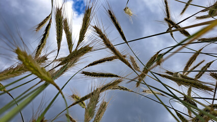 grass and sky