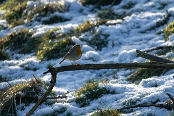 robin bird on branch in nature reserve