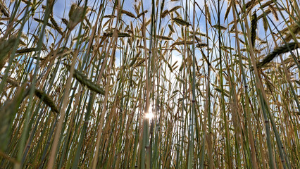reeds in the wind