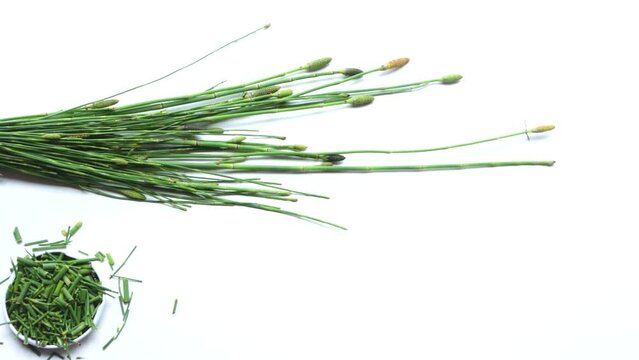 video, green medicinal plant equisetum arvense, the field horsetail or common horsetail studio shot, isolated, white background, top view