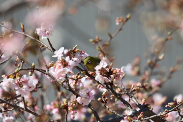 桜の花とメジロ